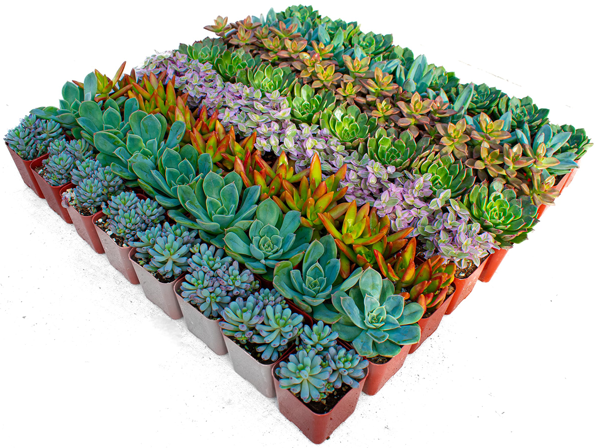 Bulk Succulent Plants - Assorted Varieties - Perfect for DIY Arrangements - Ideal for Home Decor - Easy Care Succulents