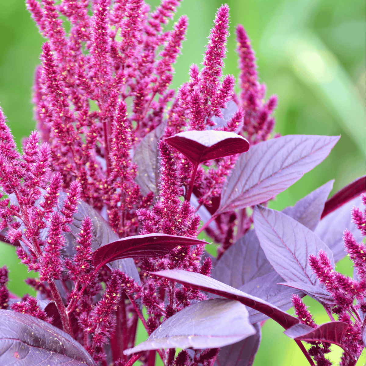 Red Garnet Amaranth Seeds - 250 Count - Vibrant Red Leaves - Amaranthus cruentus