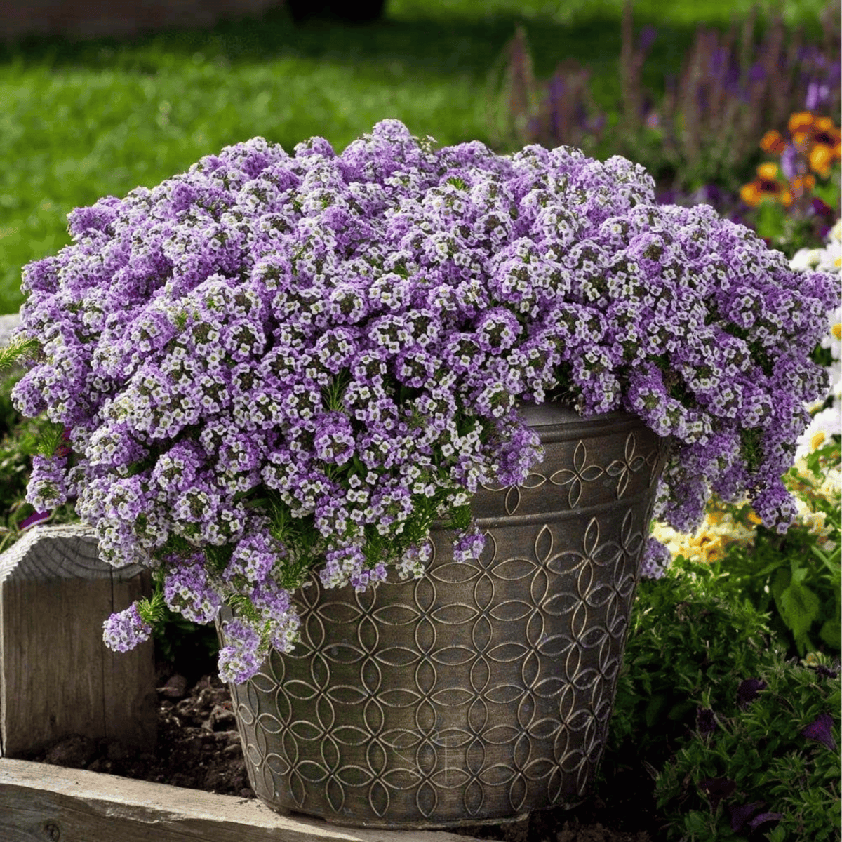 Royal Carpet Alyssum Seeds - 100 Count - Low-Growing Flowering Plant - Lobularia maritima