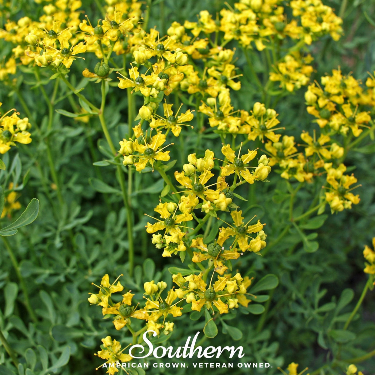 Rue Seeds - 100 Seeds - Herb for Culinary & Medicinal Use - Ruta graveolens