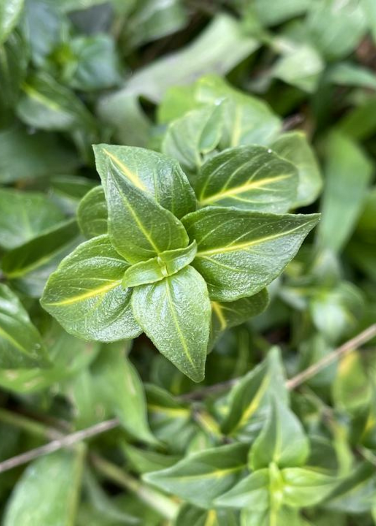 Mushroom Herb Plant - Protein-Rich Perennial - Rungia klossii - Unique Low-Maintenance Leafy Green for Containers