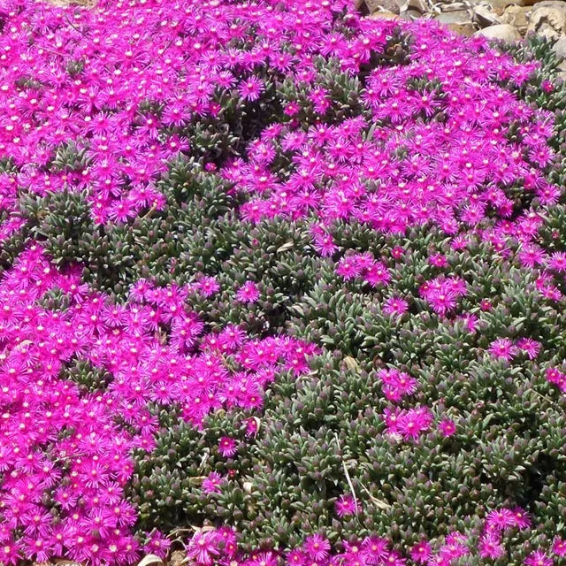 5 Unrooted Cuttings Creeping Ice Plant - Rare Purple Pink Succulent Ground Cover, Drought-Tolerant Trailing Cactus (Delosperma spp.)