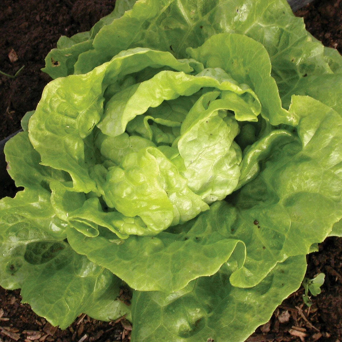 Tom Thumb Lettuce Seeds 600+ Non-GMO Vegetable Seeds Lactuca Sativa for Container Gardening and Small Spaces