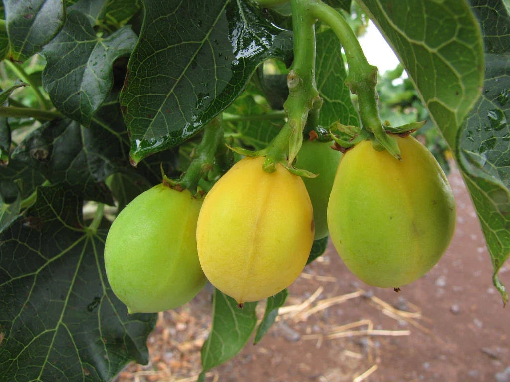 Jatropha Curcas Seeds - 15 Rare Physic Nut Seeds, Drought Tolerant Barbados Variety for Sustainable Gardening