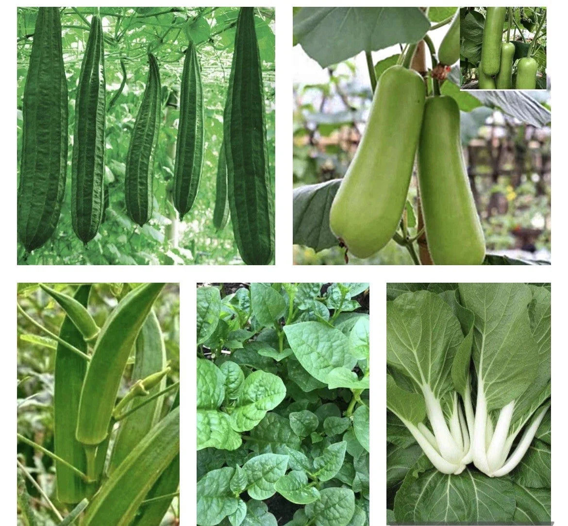 Asian Vegetable Seeds Bundle - 10 Pack Non-GMO Heirloom Organic Seeds for Garden - Various Varieties