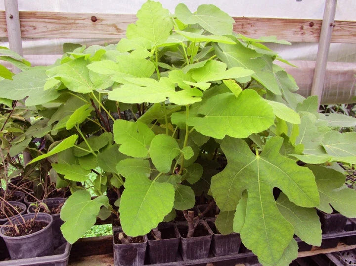 Brown Turkey Fig Live Rooted Plant - Ficus carica - Hardy Fruit Tree for Home Garden - 4-Inch Pot, Sweet Figs