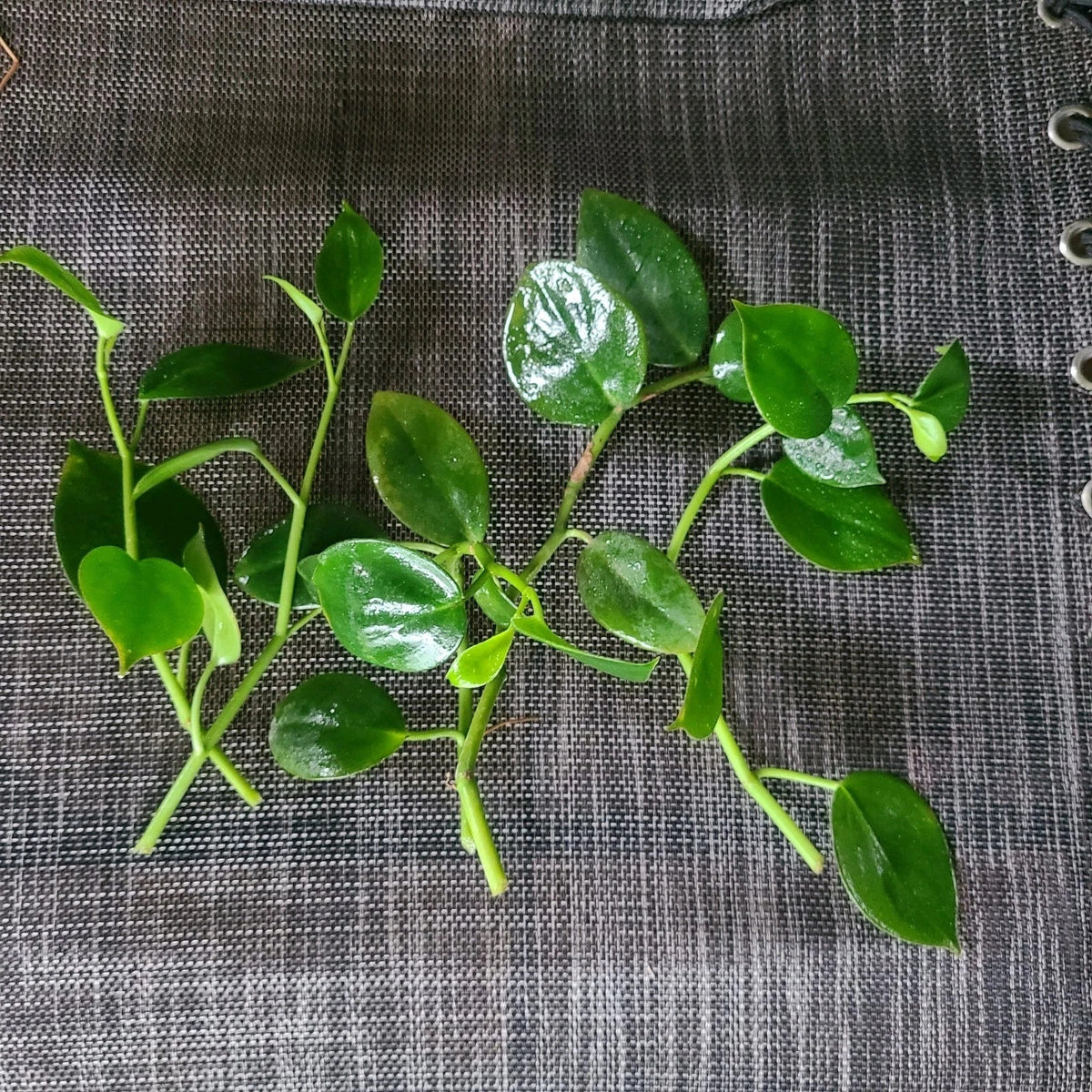 Peperomia 'Cupid' Cuttings - 6 No Root Stem Cuttings - Easy Care Indoor Houseplant - Low Light Variety - Peperomia 'Cupid'