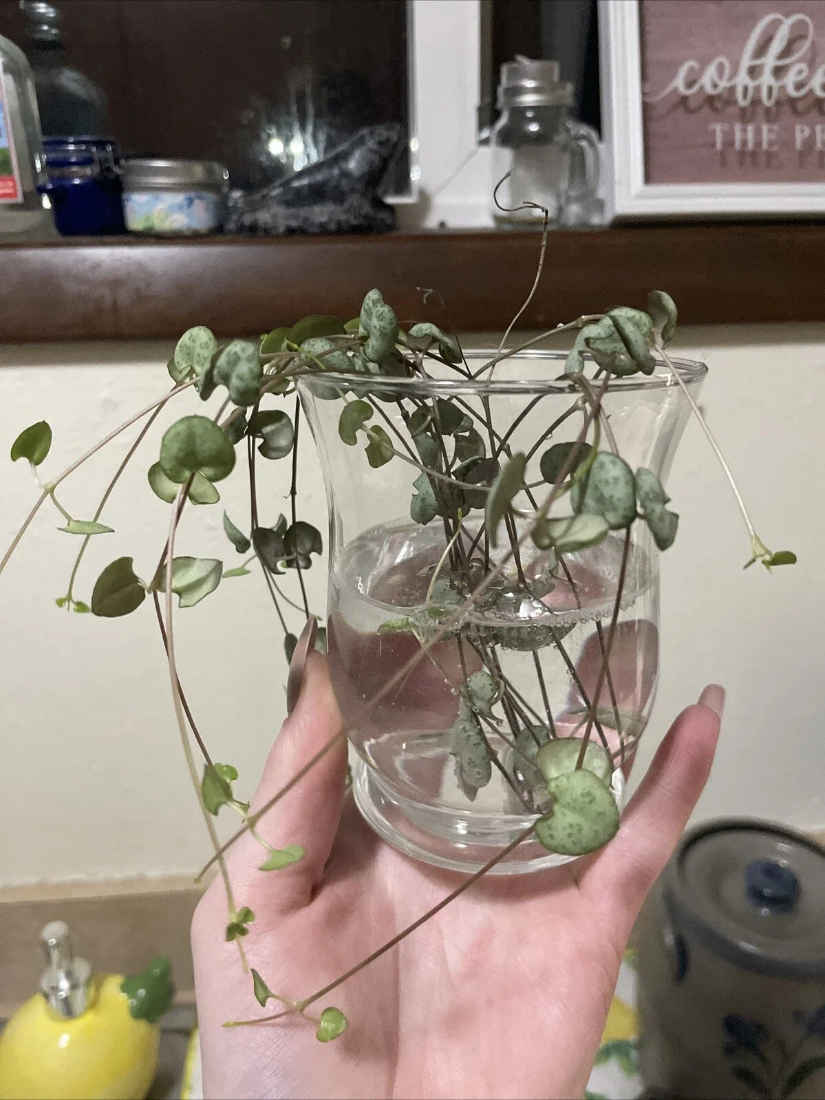 String of Hearts Cuttings 6" - Ceropegia woodii - Propagated & Rooted Succulent - Easy Care Trailing Plant for Indoors