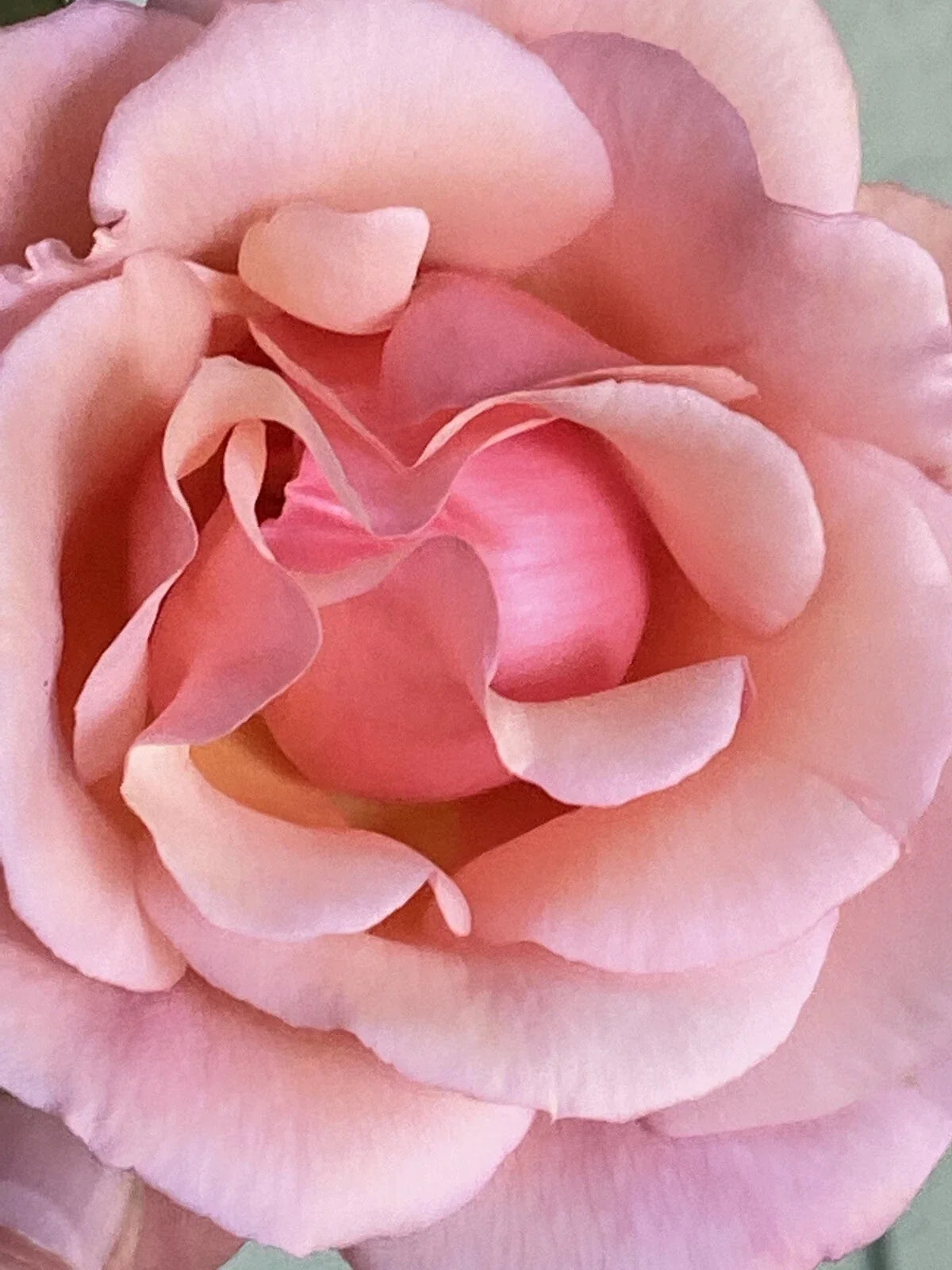Apricot Heirloom Rose Cuttings - Six Stem Fragrant Blooms - Rosa 'Apricot' - Easy to Grow, Pollinator Friendly