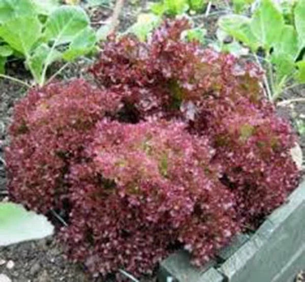 Red Leaf Lettuce Seeds - 500 Heirloom Non-GMO Lolla Rosa - Lactuca sativa - Ideal for Home Gardening & Organic Growing