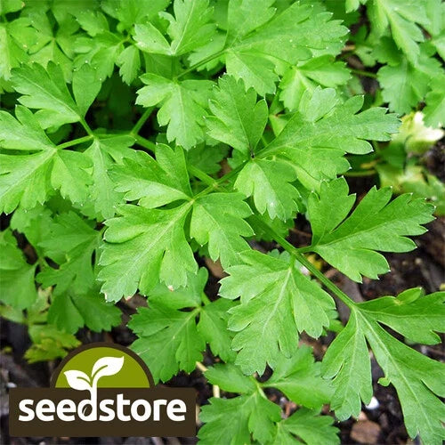Giant Italian Parsley Seeds | Heirloom Non-GMO Herb | Petroselinum crispum | 200 Seeds for Cooking & Garnishing