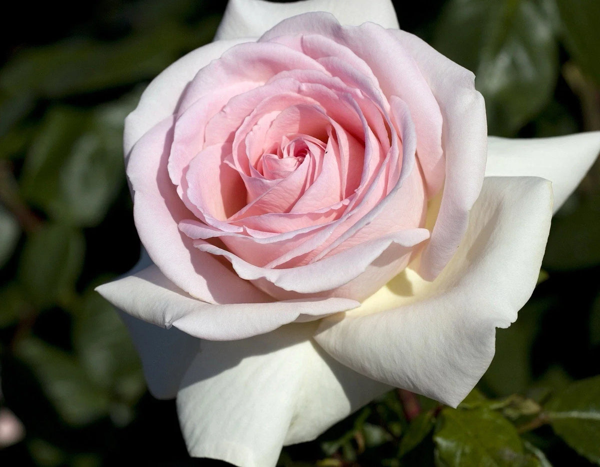 Francis Meilland Rose Cuttings - 3 Unrooted Cuttings 6” Long - Rosa 'Francis Meilland' - Ideal for Propagation & Gardening