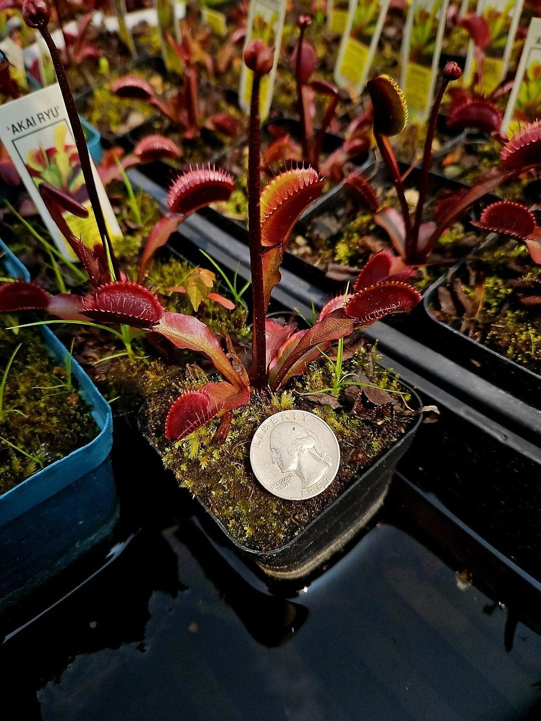 Venus Flytrap Bare Root Plant - 3 Akai Ryu Red Dragon - Dionaea muscipula Carnivorous Plant for Indoor Gardening & Terrariums