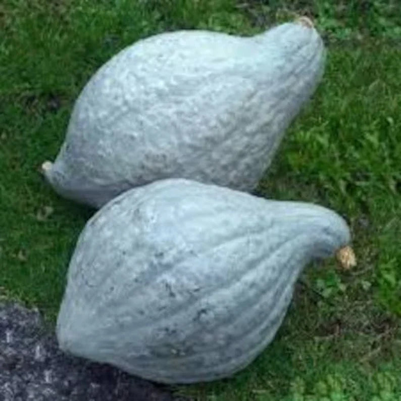 Blue Hubbard Squash Seeds - 10 Organic Non-GMO Seeds - Cucurbita maxima - USA Grown for Home Gardening