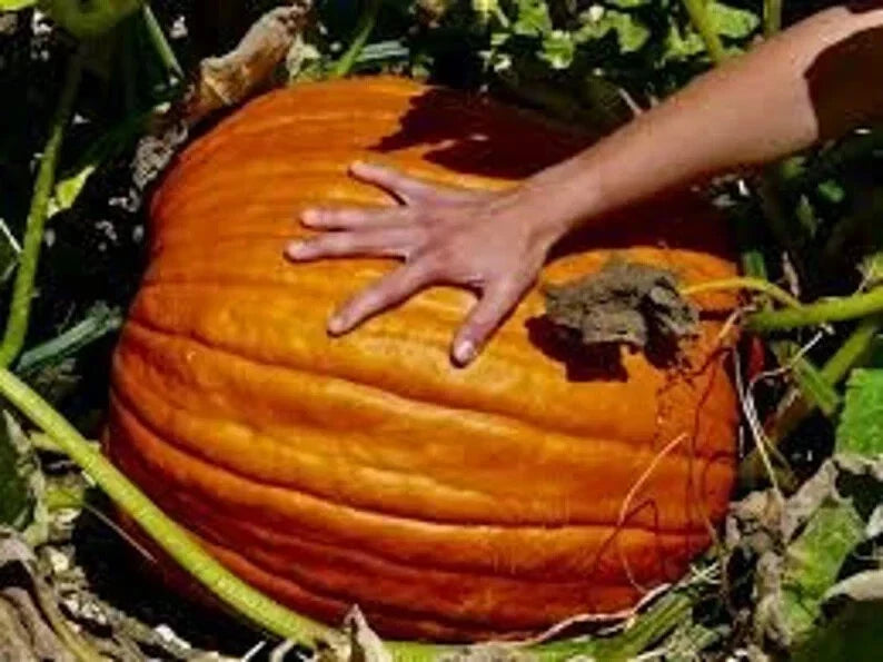 Big Max Pumpkin Seeds - Organic 10 Count - Giant Pumpkins - Cucurbita maxima - USA Grown