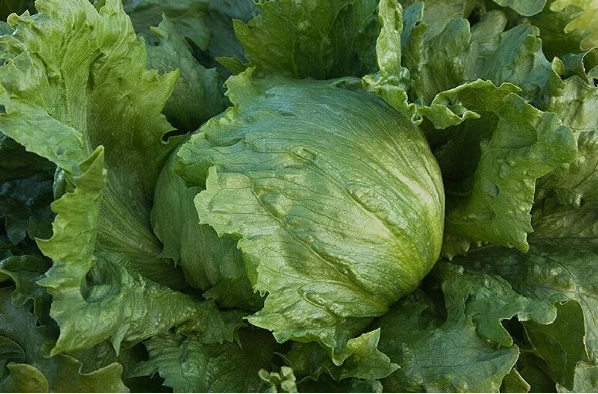 Iceberg Lettuce Seeds - Organic Non-GMO for Home Garden - Lactuca sativa - 200 Seeds, Crisp Edible Vegetable