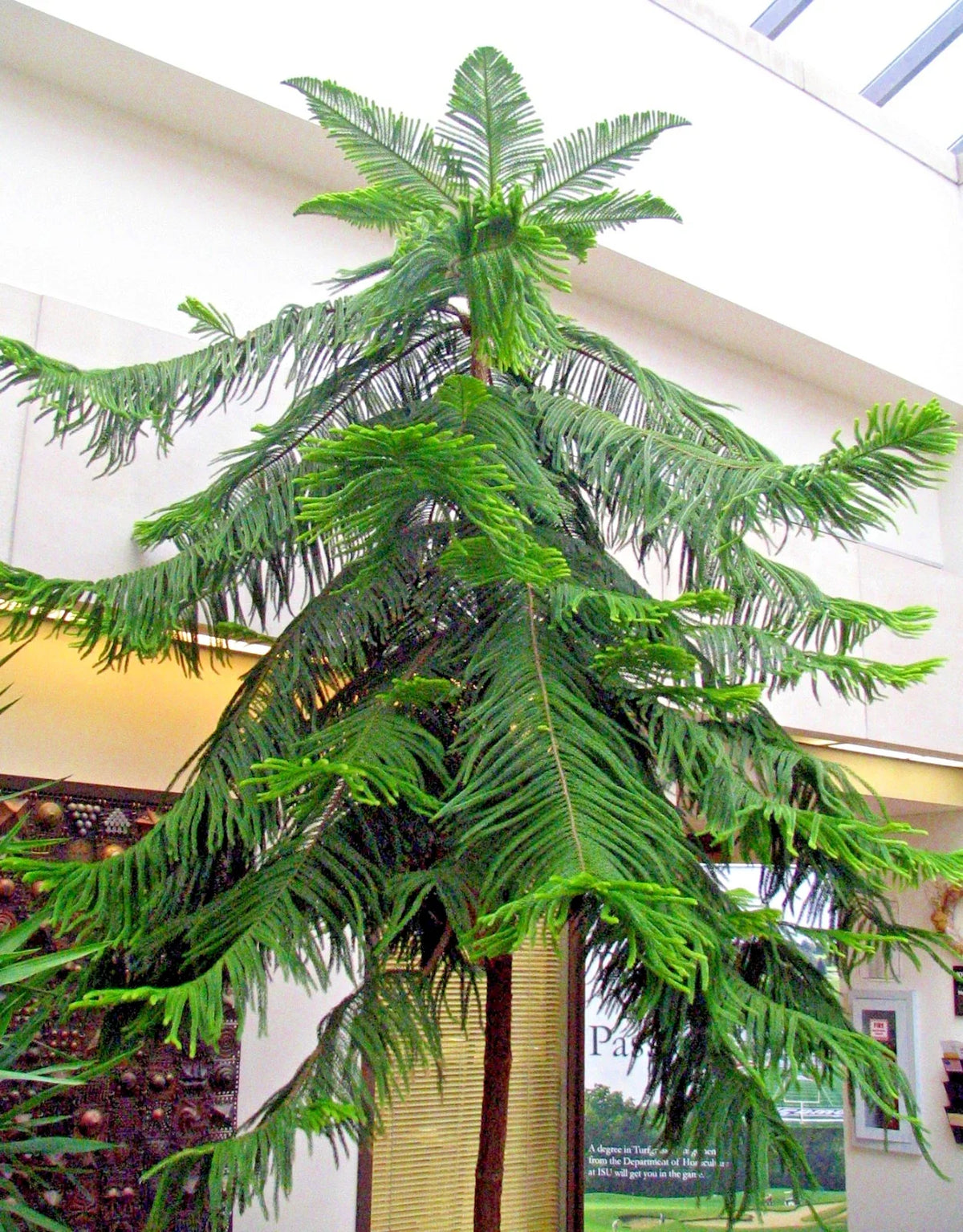 Norfolk Island Pine Seeds, 5 Pack, Indoor Christmas Tree, Araucaria excelsa, Easy Grow Houseplant for Holiday Decor