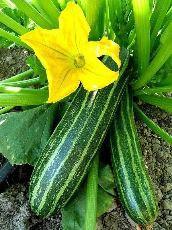 Cocozelle Summer Squash Seeds - Heirloom Variety - Non-GMO - Cucurbita pepo - Multiple Packet Sizes Available