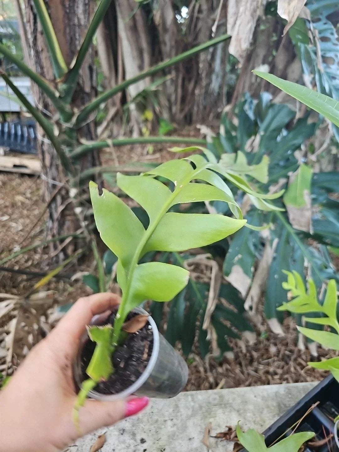 Large Fern Leaf Orchid Cactus 3” Pot, Shark Tooth, Selenicereus chrysocardium - Unique Indoor Plant for Home Decor