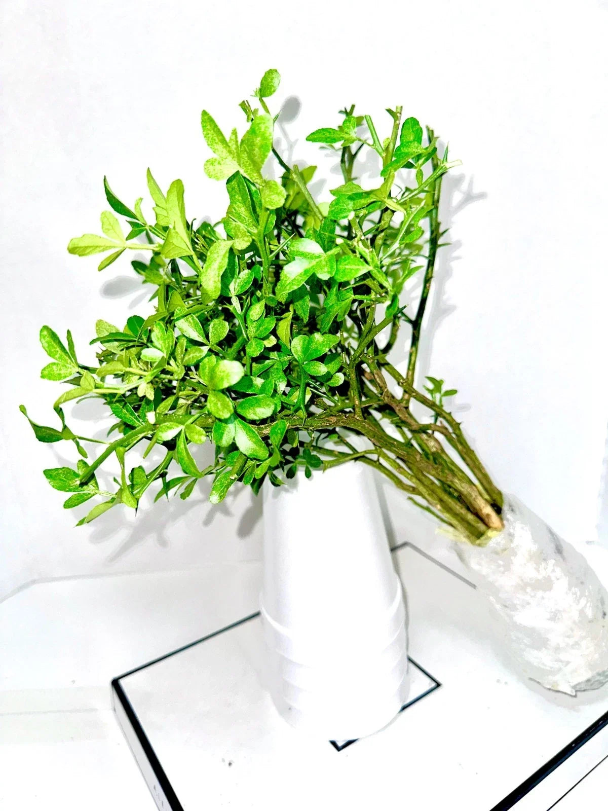 Cold Hardy Citrus Seedling 10-Pack - Bare Root Live Plants - Citrus Varieties - Citrus spp. - Ideal for Home Gardens