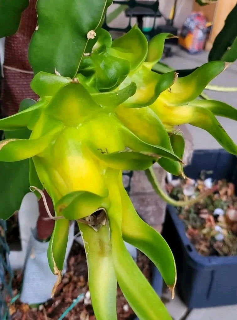 Rooted Dragon Fruit Cutting - 8-10 Inch - Yellow Variety - Hylocereus megalanthus - Exotic Pitaya for Gardening
