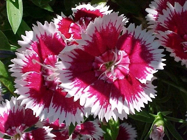 Sweet William Seeds - 1333 Seeds - Biennial/Perennial - Dianthus barbatus - Vibrant Colors for Borders & Gardens