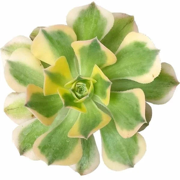 Aeonium Sunburst Variegated Succulent Plant - 2'' 4'' 6'' - Colorful Indoor Houseplant - Aeonium 'Sunburst'
