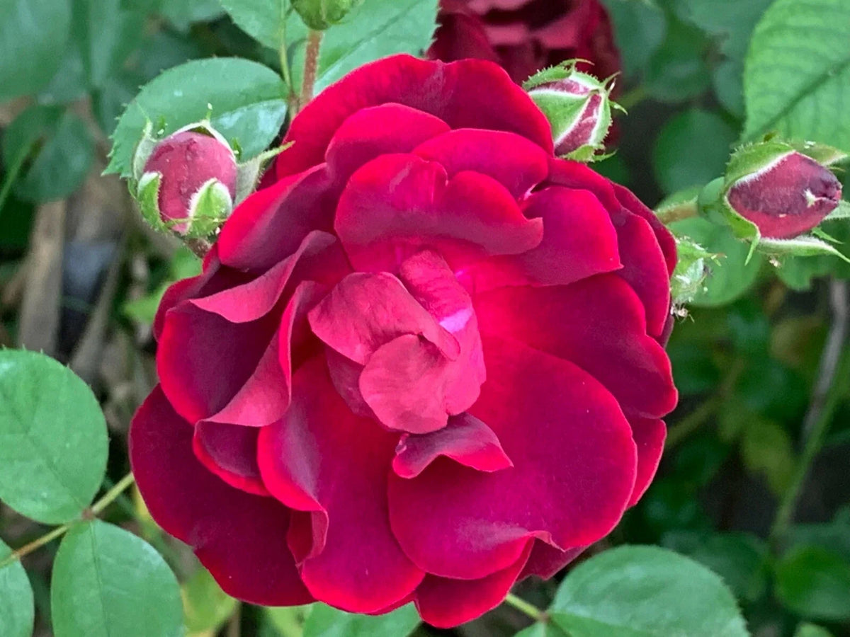Red Rose Cuttings - 5 Pack - Ready to Plant - Rosa spp. - Vibrant Blooms for Garden & Landscaping