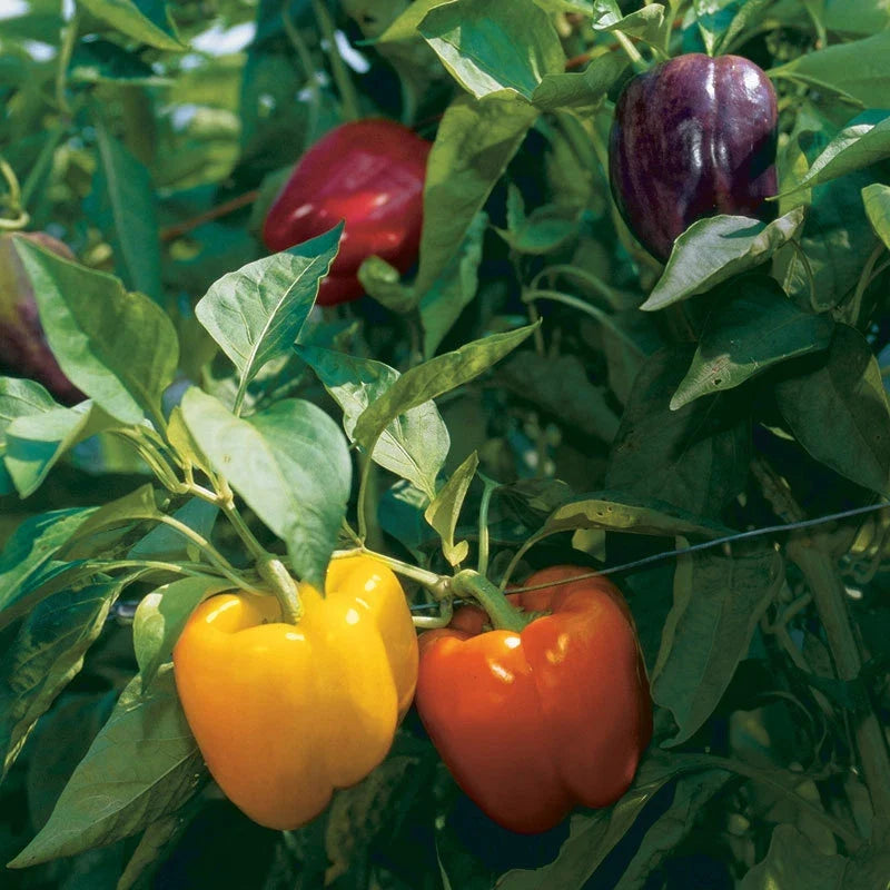Rainbow Bell Pepper Seeds - Non-GMO Vegetable Seeds - Capsicum annuum - Heirloom Variety - Vibrant Colors for Gardening