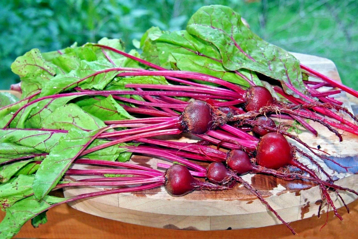 Early Wonder Beet Seeds - 100+ Heirloom Seeds for Vegetable Garden - Beta vulgaris - Non-GMO, Fast-Growing, Ideal for Containers