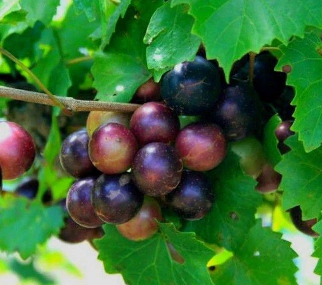 Muscadine Grape Vine Starter Plants 2-Pack, Edible Fruit, Vitis Rotundifolia, Bare Root, Hardy Zones 7-9, USA Grown