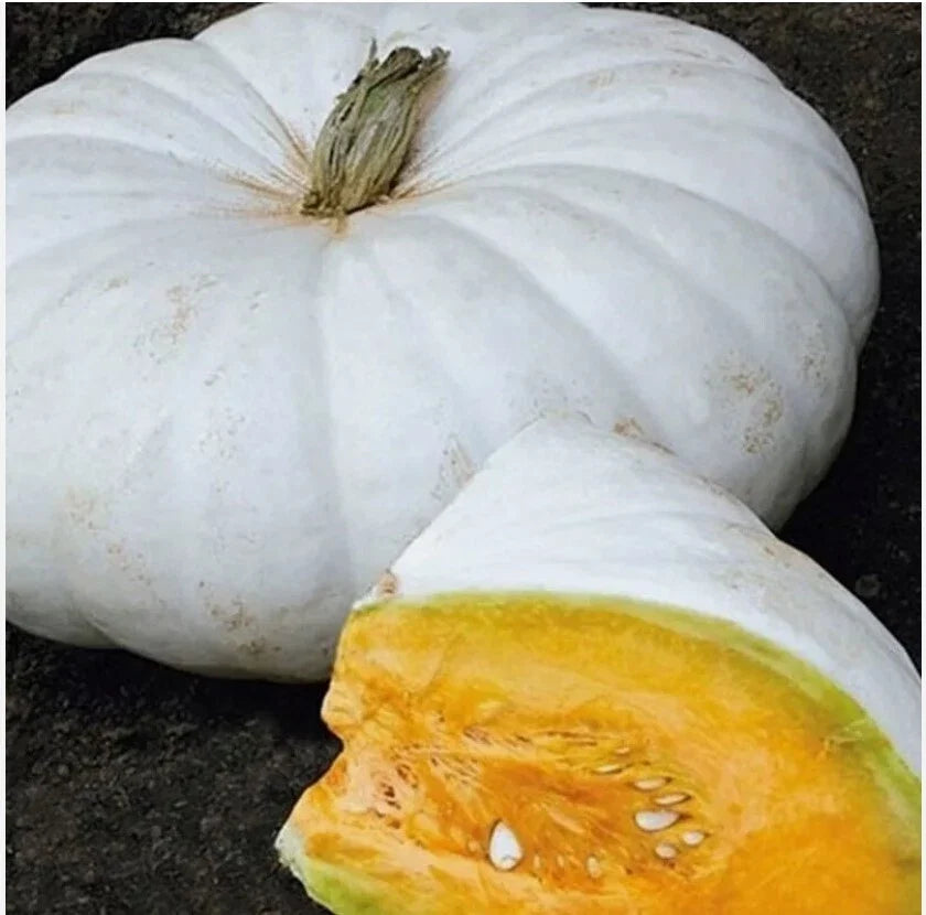 Organic Heirloom Pumpkin Seeds - White Flat Boer Ford Stacker - Cucurbita pepo - 20 Seeds for Garden and Culinary Use