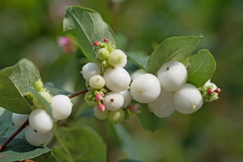 Snowberry Bush Seedlings - Hardy Shrub for Planting - Symphoricarpos Albus - Deciduous with White Berries - Wildlife Friendly