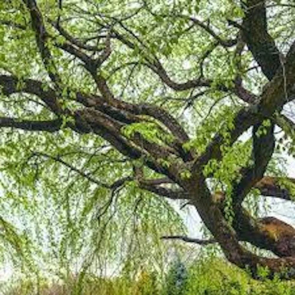 Corkscrew Willow Tree Bare Root 2-3' Salix matsudana 'Tortuosa' Unique Twisted Branches for Gardens