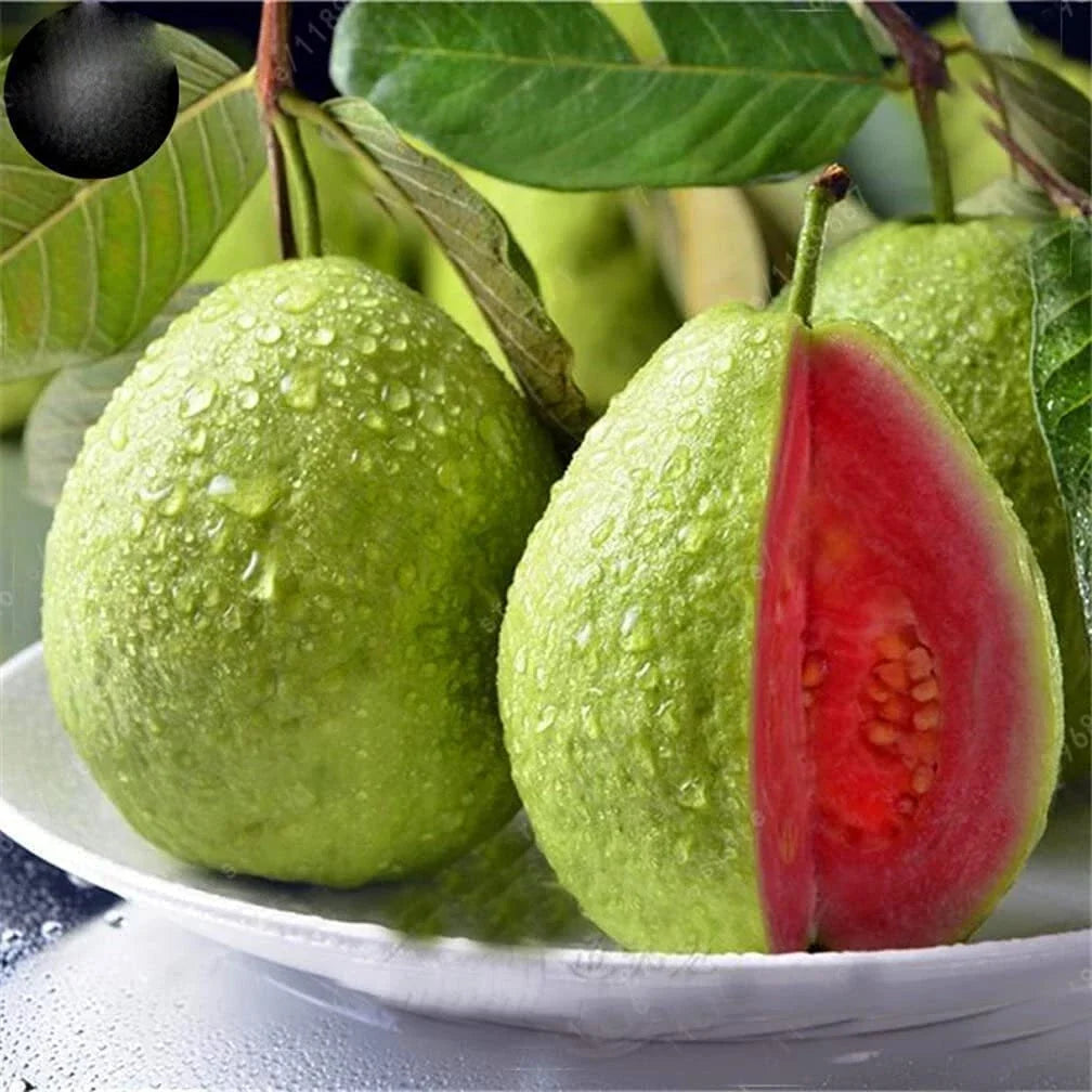 Guava Fruit Tree Seeds 100 Pack - Tropical Exotic Variety - Psidium guajava - Perfect for Home Gardening and Fruit Enthusiasts