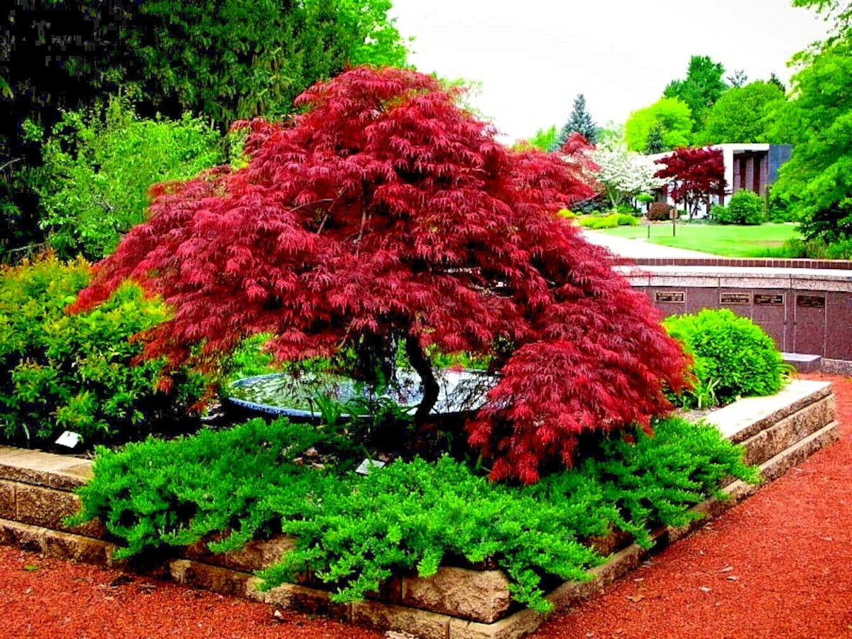 Dwarf Japanese Red Linear Leaf Maple Seeds - 10 Pack for Bonsai - Acer Scolopendrifolium - Vibrant Red Foliage