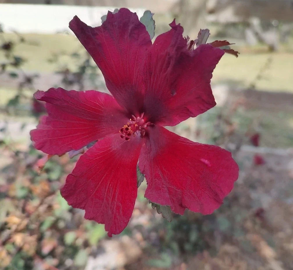 Cranberry Hibiscus Live Plant 4" Pot, Red Foliage, Hibiscus acetosella, Culinary Use, Tropical Ornamental Foliage