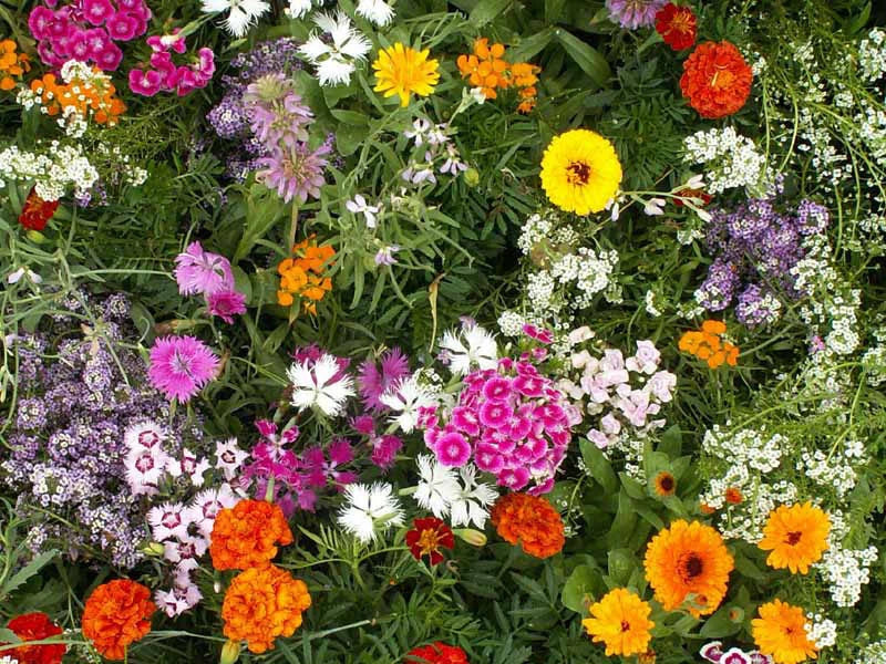 Fragrant Wildflower Seeds Mix - Non-GMO Variety for Vibrant Blooms - Various Species - Ideal for Gardens and Pollinators