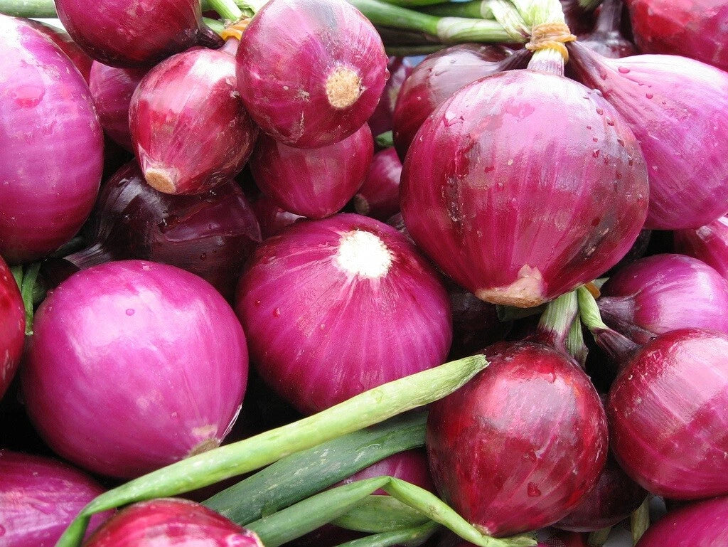 Organic Red Grano Sweet Onion Seeds - 400+ Count - Allium cepa - Short Day Variety for Spring & Fall Vegetable Garden
