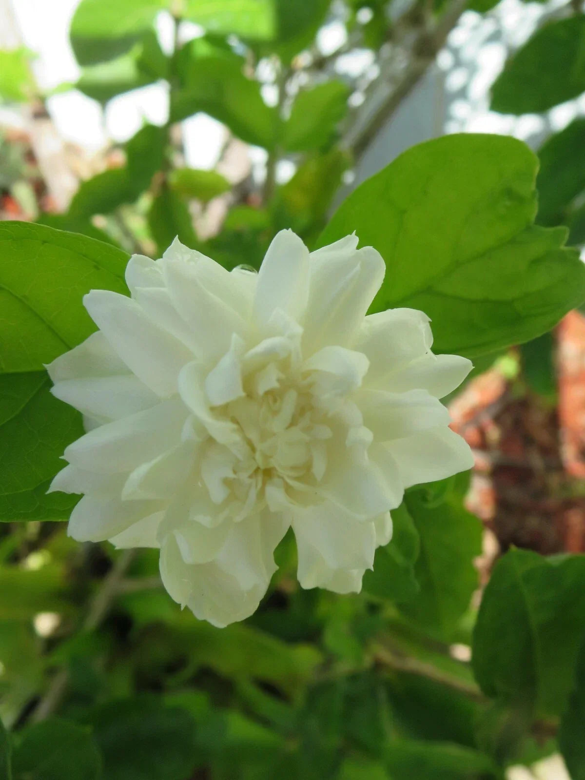 Grand Duke of Tuscany Jasmine Cuttings - 5 Unrooted Fresh Cuttings - Jasminum sambac - Fragrant Climbing Vine for Gardens