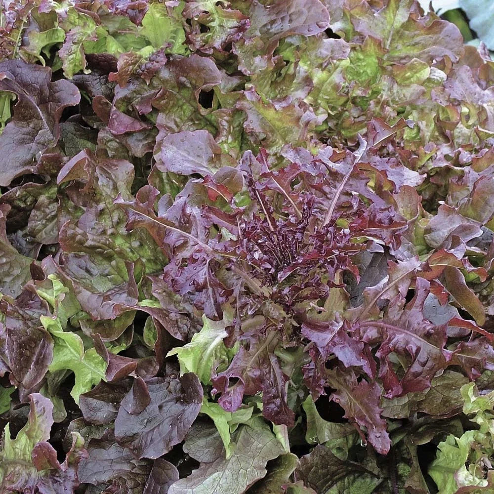 Salad Bowl Red Leaf Lettuce Seeds - 200 Count Packet - Lactuca sativa - Easy to Grow for Home Gardening and Fresh Salads