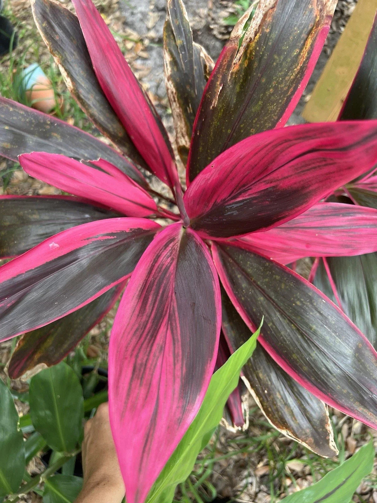 Hawaiian Ti Leaf Fresh Cuttings 6 Inch Hybrid Green Pink Red Dracaena spp. Set of 3 - Vibrant Tropical Decor for Home Garden
