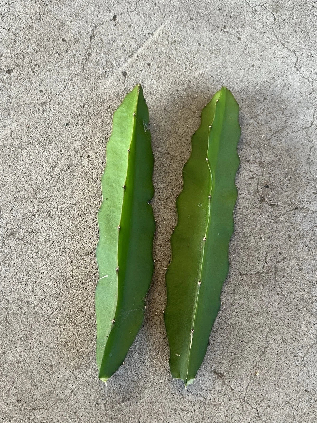 Dragon Fruit Cuttings 7” Red Flesh Self Pollinating Hylocereus undatus 2 Pcs Fresh Cuttings for Planting