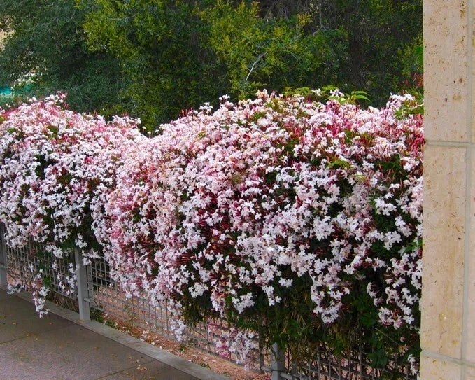 Pink Jasmine Starter Plant - Rooted Flowering Vine - Extremely Fragrant - Jasminum Polyanthum - Ideal for Gardens & Indoors