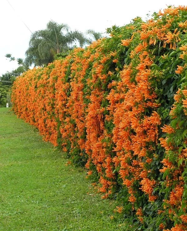 Phyrostegia Vine Starter Plant - Small Rooted Florida Flame - Hummingbird Attraction - Phyrostegia venusta