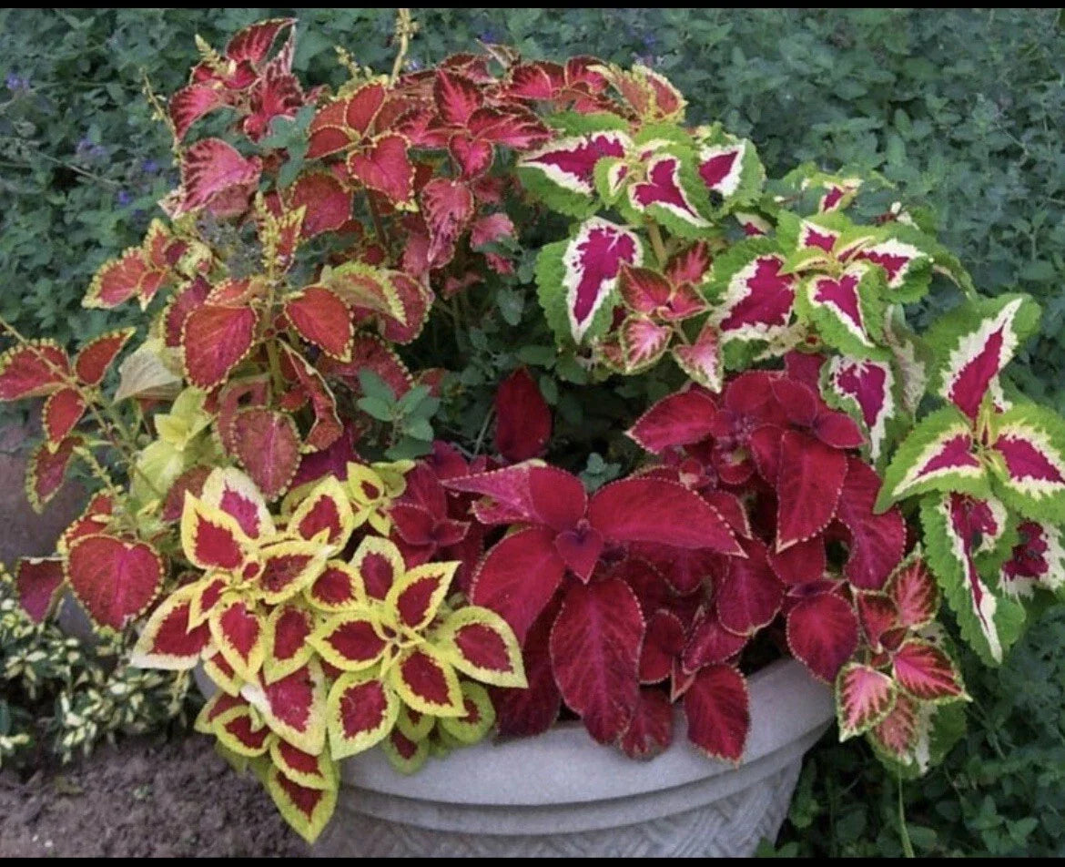 Coleus Seeds Rainbow Mix - 100+ Seeds - Colorful Foliage - Solenostemon scutellarioides - Easy to Grow Garden Plants