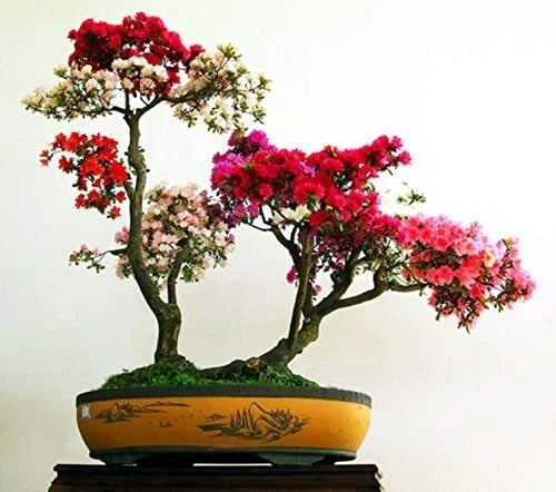 Royal Azalea Bonsai Tree Seeds - 30 Seeds - Rhododendron schlippenbachii - Vibrant Pink to White Flowers for Bonsai Gardening
