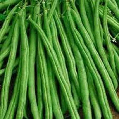 Tendergreen Improved Stringless Bush Bean Seeds - Non-GMO, High Yielding - Phaseolus vulgaris - Ideal for Vegetable Garden