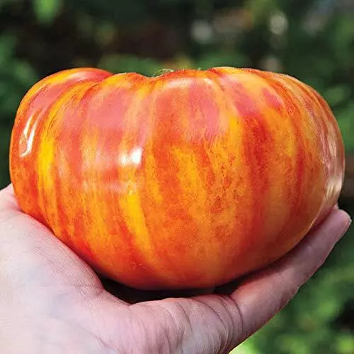 Big Striped Rainbow Tomato Seeds 100+ Heirloom Solanum lycopersicum Exotic Colorful Tomatoes for Garden