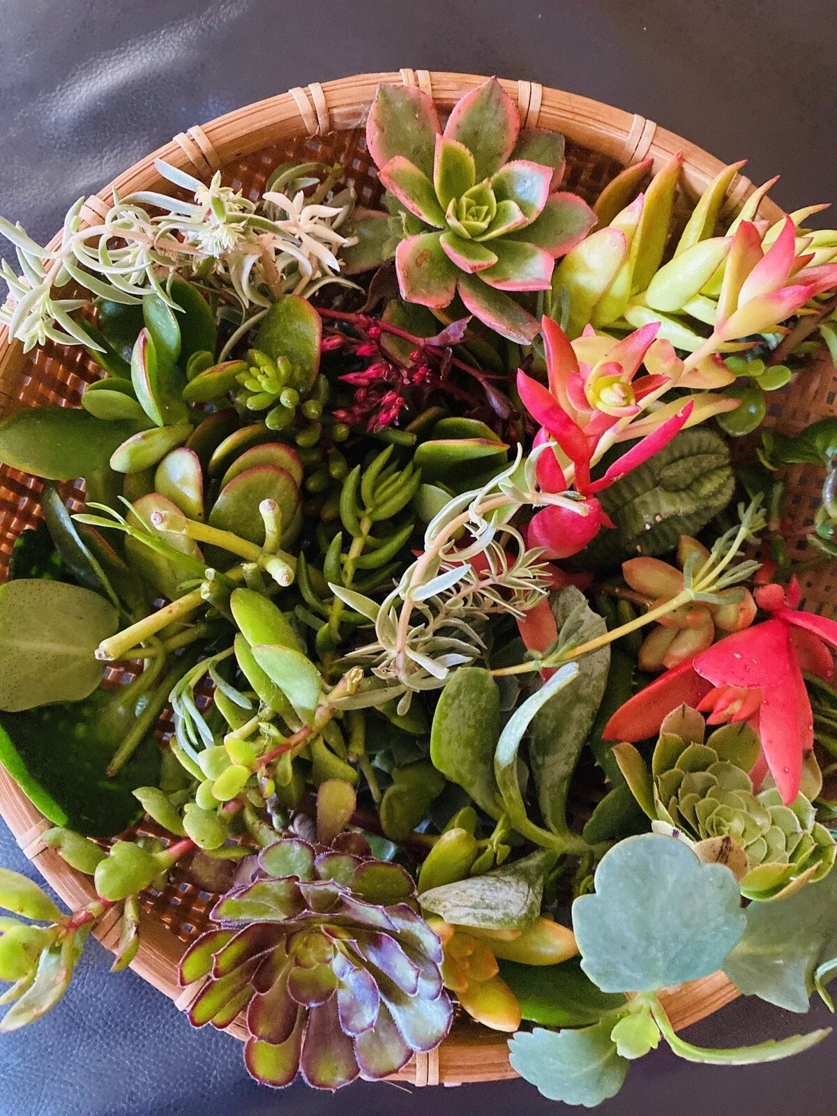 15 Organic Succulent Cuttings - Assorted Variety Pack for Planting - Ideal for Gardens & Terrariums - Various Species